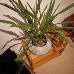 Cymbopogon citratus 整株植物