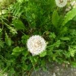 Taraxacum campylodesFlower