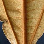 Miconia punctata Deilen
