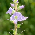 Veronica officinalis Žiedas