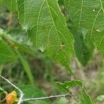 Grewia trichocarpa Hoja