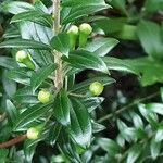 Myrtus communis Kwiat