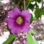 Ipomoea venosa Blüte
