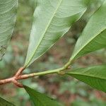 Idertia axillaris Hostoa