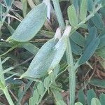 Vicia pannonica Fruit