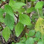 Phenax sonneratii Leaf