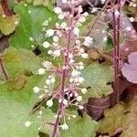 Heuchera sanguinea പുഷ്പം