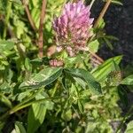 Trifolium medium Hoja