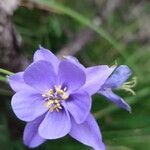 Aquilegia einseleana फूल