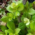 Cornus canadensis Folla