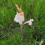 Gladiolus gunnisii പുഷ്പം