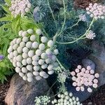 Seseli gummiferum 花