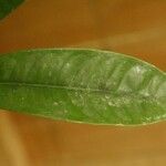 Lecythis persistens Leaf