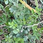 Limonia acidissima Folha