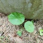 Hydrocotyle bonariensisBlad