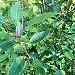 Populus balsamifera Blüte