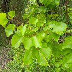 Prunus armeniaca Folla