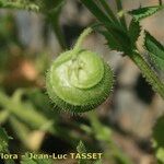 Medicago scutellata Fruto