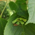 Acer capillipes Fruto