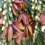 Calocedrus decurrens Vili
