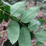 Dialium bipindense Blatt