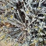 Achillea maritima Blad