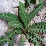 Asplenium ceterach Blad