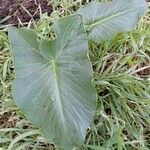 Arum palaestinum Leaf