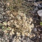 Arenaria aggregata Flor