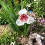 Tigridia pavonia Flor