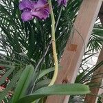 Vanda coerulea 整株植物
