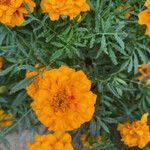 Tagetes erectaBlüte