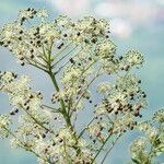 Myodocarpus fraxinifolius Flor