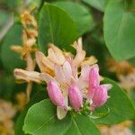 Lonicera tatarica Flor