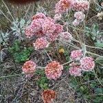 Eriogonum latifolium Квітка