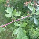 Crataegus azarolus Leaf