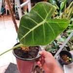 Alocasia micholitziana Leaf