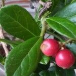 Arctostaphylos uva-ursi Fruit