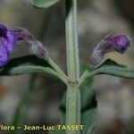 Nepeta nepetella 花