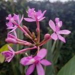 Epidendrum secundum ফুল