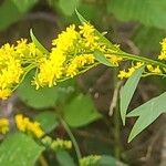 Solidago caesiaKwiat