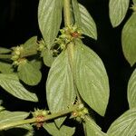Diodella sarmentosa Leaf
