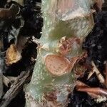 Begonia erythrophylla Bark