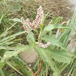 Persicaria senegalensis Fruit