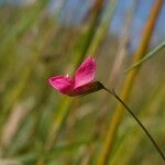 Lathyrus nissolia Blüte