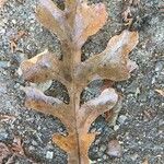 Quercus macrocarpa Blatt