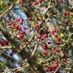 Crataegus monogyna Frukto