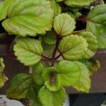 Plectranthus verticillathusList