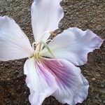 Bauhinia variegata Virág