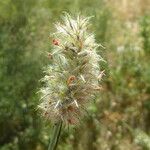 Trifolium angustifolium Frukt